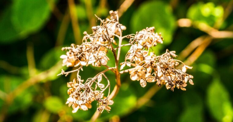 Công dụng của Hà thủ ô đỏ với sức khỏe con người