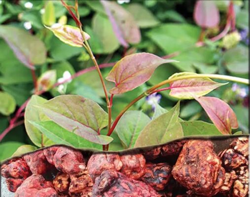 Tìm hiểu Hà thủ ô của Tây Bắc TV