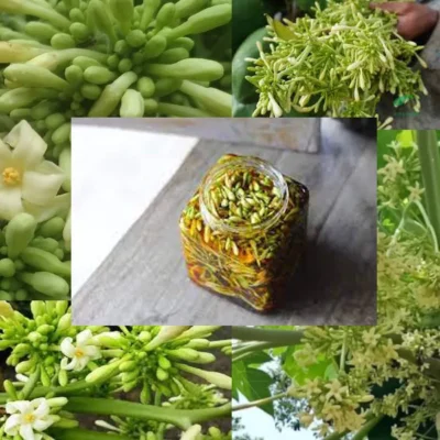 Hoa đủ đủ đực ngâm mật ong có vị chua có sử dụng được nữa không?