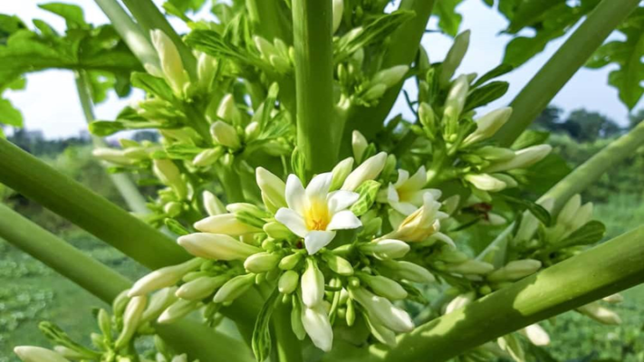 Hoa đu đủ đực ngâm mật ong nên uống thời điểm nào