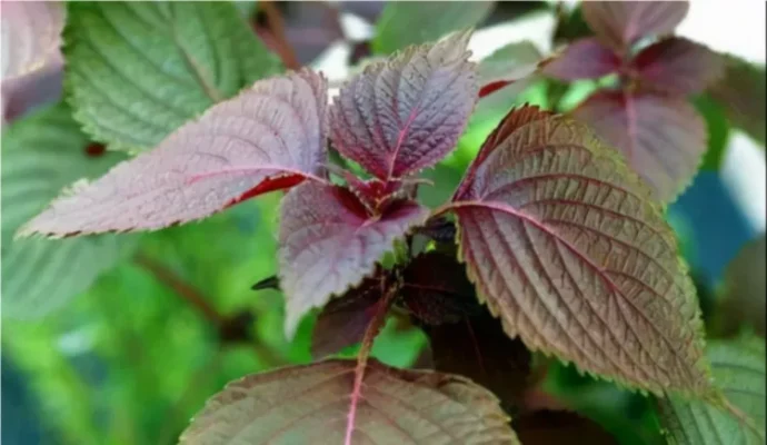 Lợi ích của lá tía t với sức khỏe