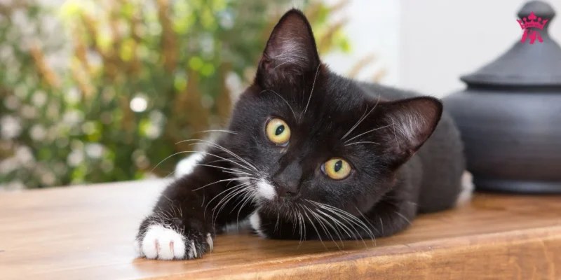 Tác dụng của cao mèo đen ngâm rượu