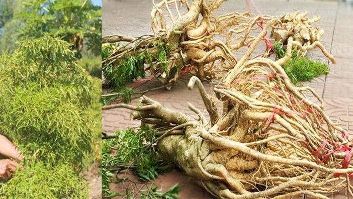 Cách ngâm rượu đinh lăng tươi và khô