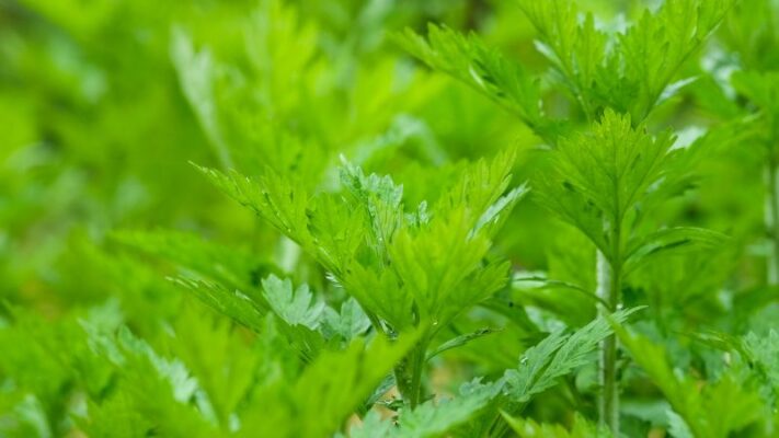 Tại sao ngải cứu được coi là thần dược của phụ nữ