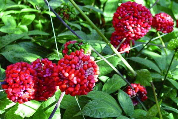 Cây tam thất là cây gì?