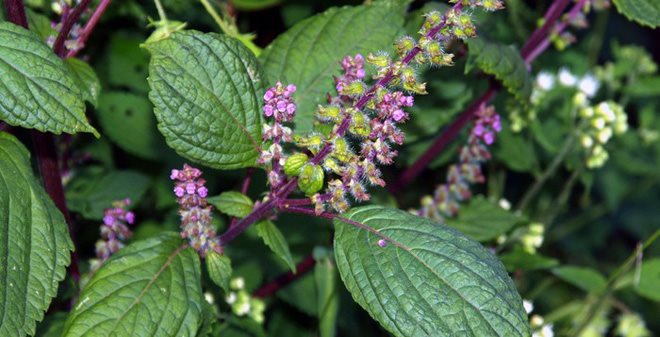 Lá tía tô khô có công dụng gì