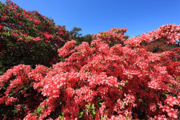 Du lịch Mộc Châu tháng 5 có gì hấp dẫn