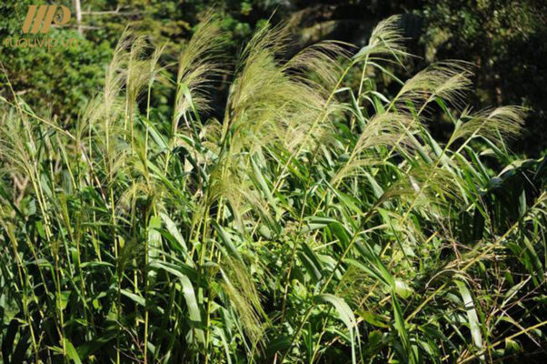 Bạn biết gì về tác dụng của rượu sâu chít Tây Bắc