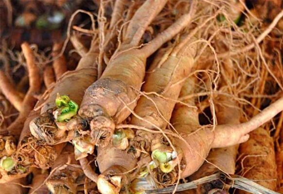 Sâm đương quy tươi có công dụng gì