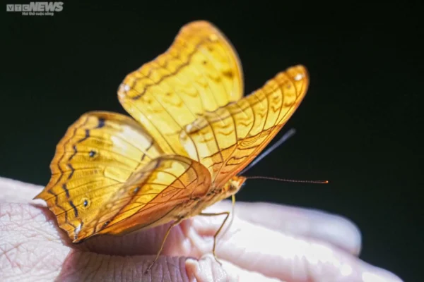Mùa bướm bay ở rừng quốc gia Cúc Phương