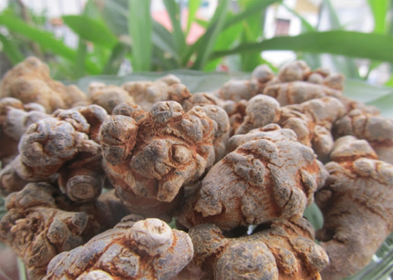 Cách dùng tam thất bắc hỗ trợ điều trị ung thư