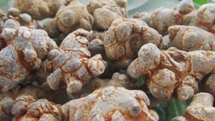 Uống tam thất để tiêu u và cách dùng hiệu quả nhất