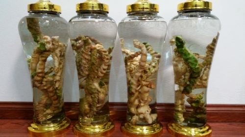 Công dụng của củ tam thất ngâm rượu