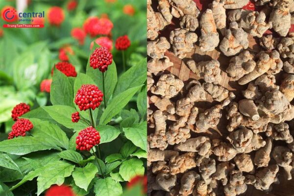 mật ong ngâm tam thất