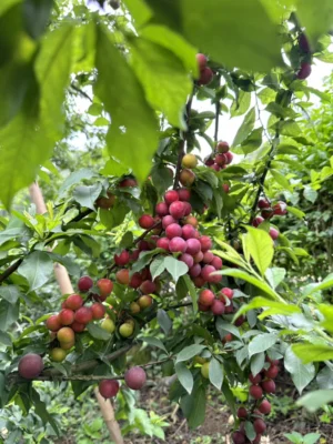 Địa điểm tham quan mùa mận chín ở Mộc Châu