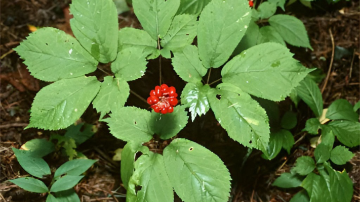 Công dụng của tam thất với u tuyến giáp