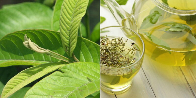 Lợi ích của lá ổi với sức khỏe