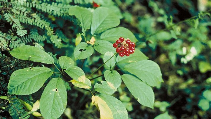 Kiêng gì khi dùng tam thất bắc