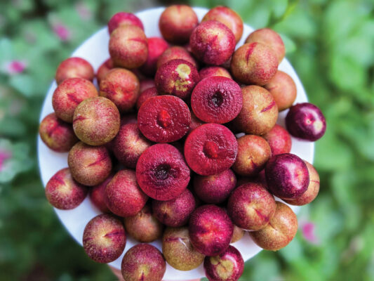 Có nên ăn nhiều mận không