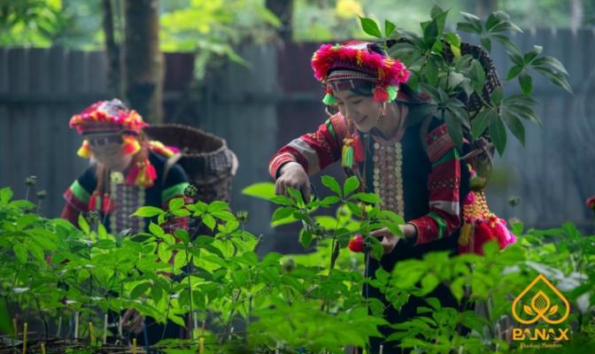 Sâm Lai Châu thần dược cho sức khỏe