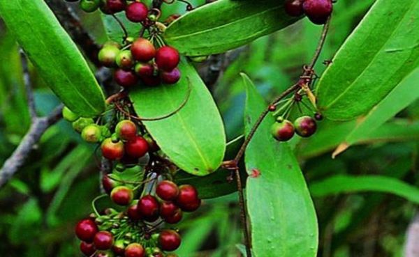 Rượu thổ phục linh là rượu gì