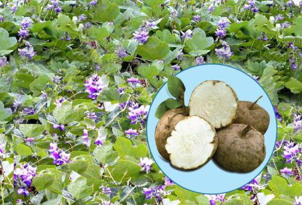 Một số tác dụng của sâm tố nữ bạn nên biết