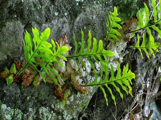 Bí mật về tác dụng của cây tắc kè đá