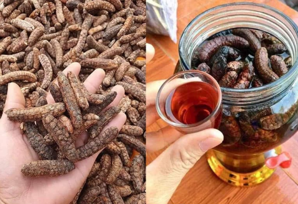 Công dụng tuyệt với của chuối hột rừng Tây Bắc