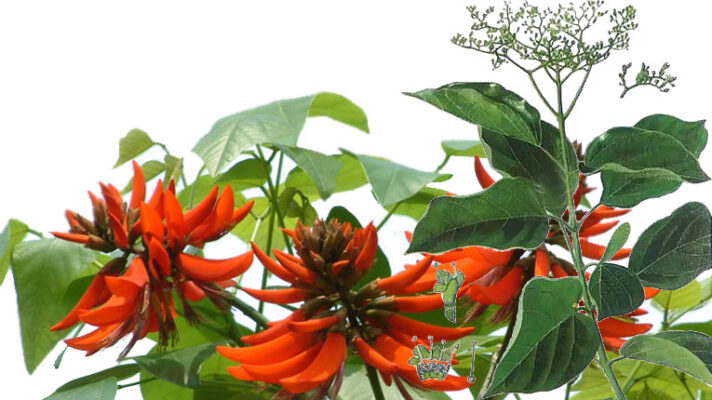 Lá cây vông có tác dụng gì với người mất ngủ