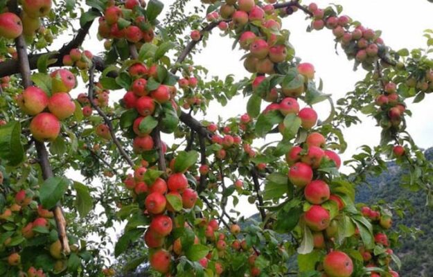 Top một số món ăn đặc sản Sapa ngon bổ rẻ