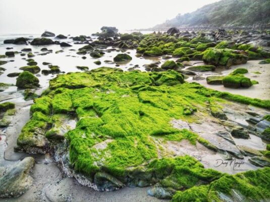 Du lịch Rạn Nam Ô Đà Nẵng