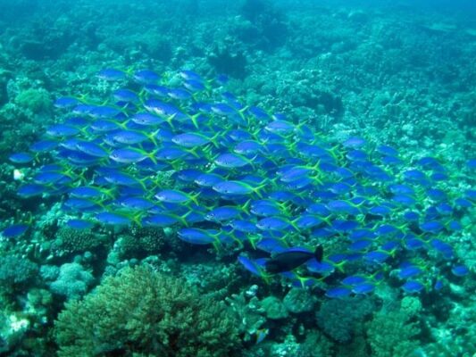 Du lịch trải nghiệm ở Rạn Nam Ô Đà Nẵng