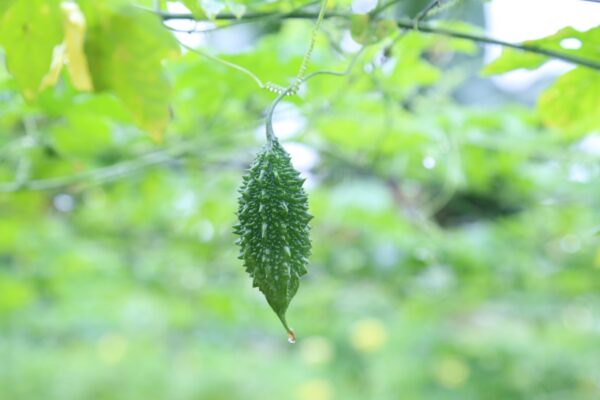 Khổ qua rừng, những ai không nên ăn