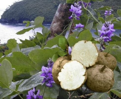 Công dụng của sâm tố nữ là gì