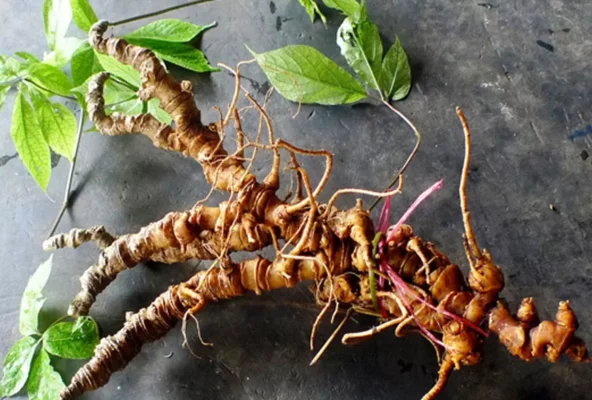 Sâm Lai Châu thần dược cho sức khỏe