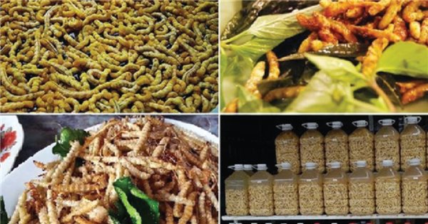 Ai không nên uống rượu sâu chít Tây Bắc