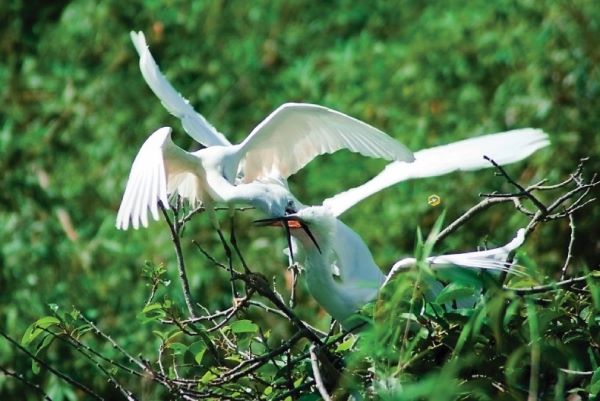 Vườn Cò Bằng Lăng Cần Thơ