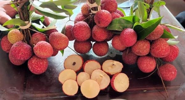 Vườn vải Bắc Giang