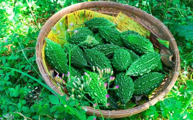 Công dụng của khổ qua rừng sấy khô