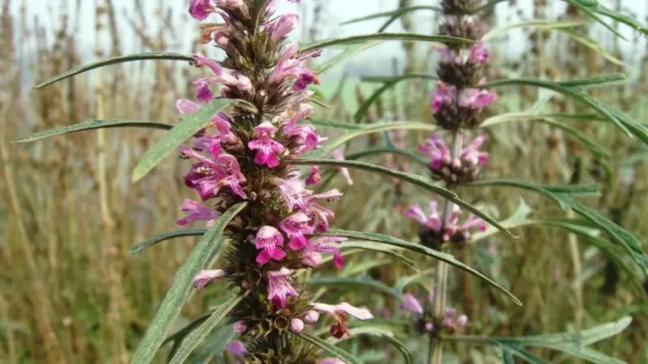 Cao ích mẫu là gì? Công dụng của cao ích mẫu