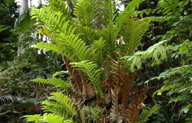 Ngâm rượu tắc kè đá tươi như thế nào