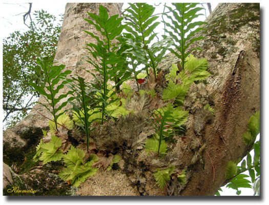 Tác dụng của củ tắc kè đá bạn đã biết chưa