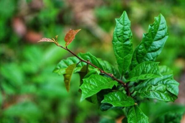 Những ai không nên uống nước xạ đen?