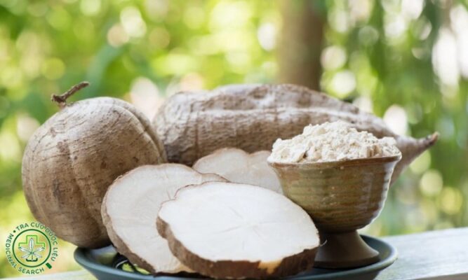 Uống sâm tố nữ có tăng cân không?