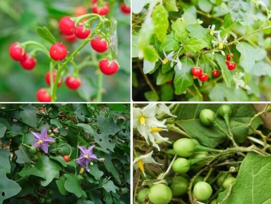 Công dụng chữa bệnh của cà gai leo là gì