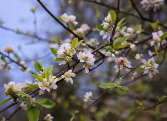Đặc sản Táo mèo Yên Bái