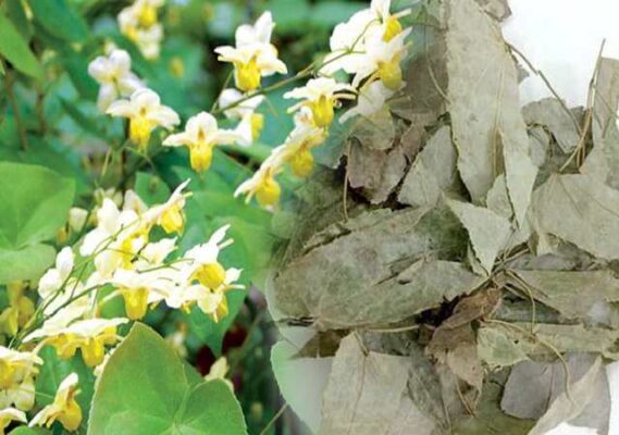 Dâm dương hoắc là gì? Tác dụng của dâm dương hoắc