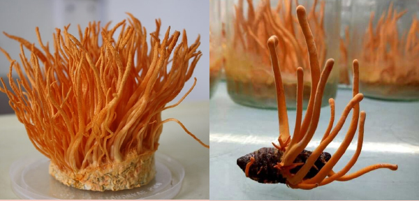 Đông trùng hạ thảo có nên uống thường xuyên không