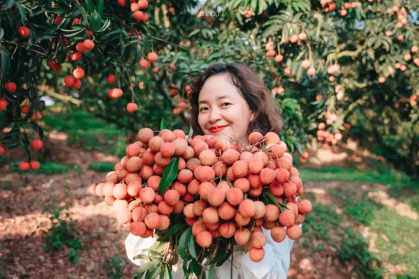 Những vườn vải thiều đẹp ở miền Bắc