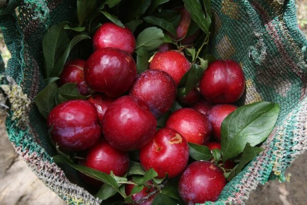 7 công dụng bất ngờ của quả mận Tây Bắc